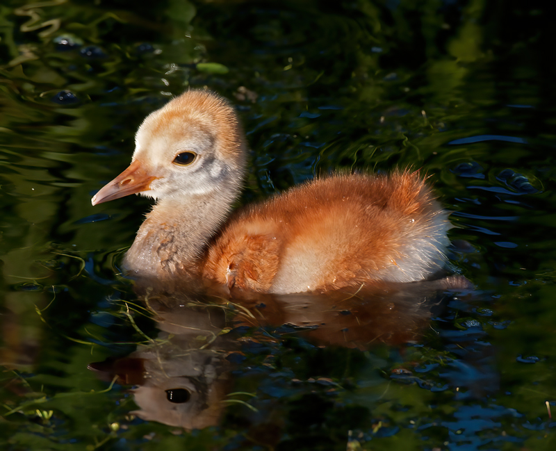 Sandhill_Crane_10_FL_017