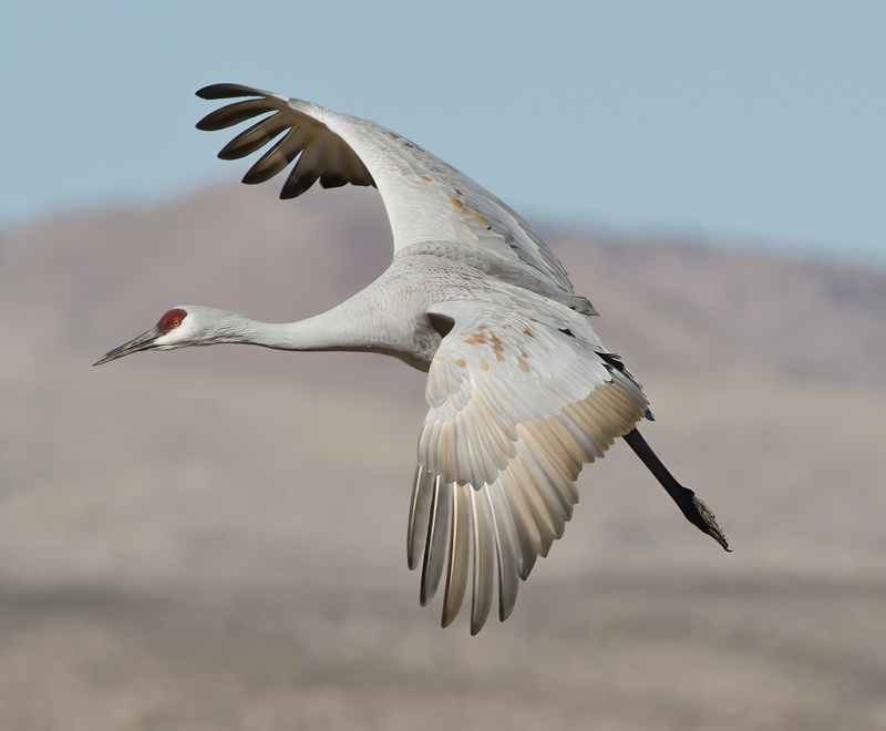 Sandhill_Crane_10_NM_069