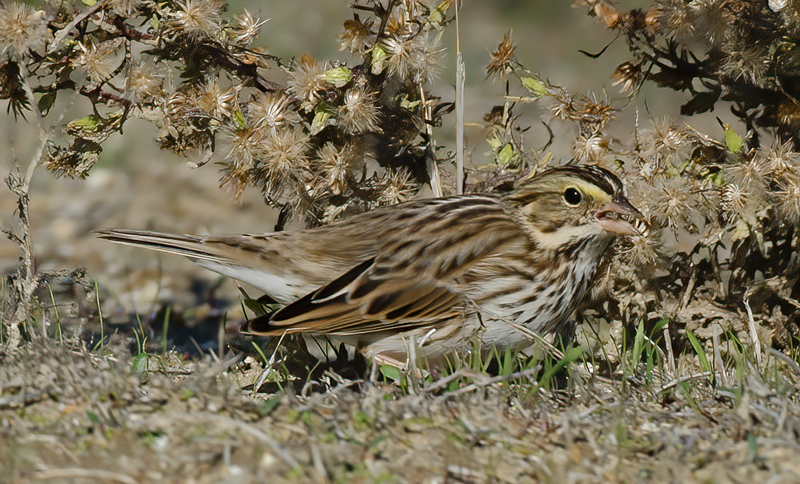 Savannah_Sparrow_11_CA_013