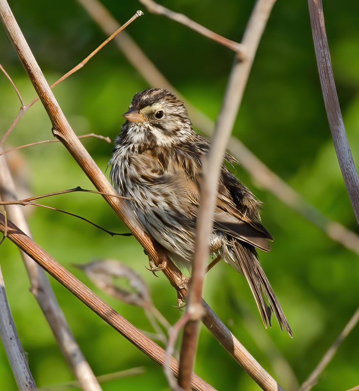 Savannah_Sparrow_11_FL_004