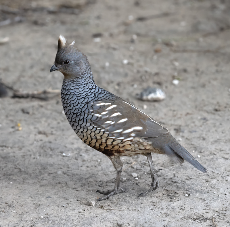 Scaled_Quail_24_TX_L_098