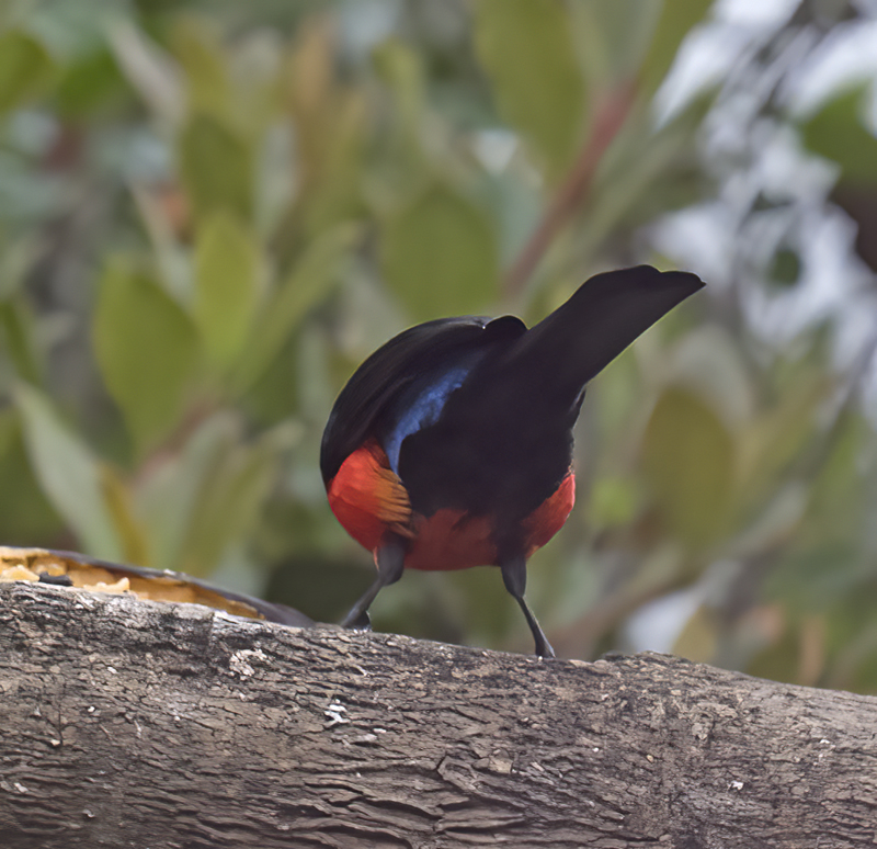Scarlet-bellied_Mountain-tanager_18_Ecuador_009