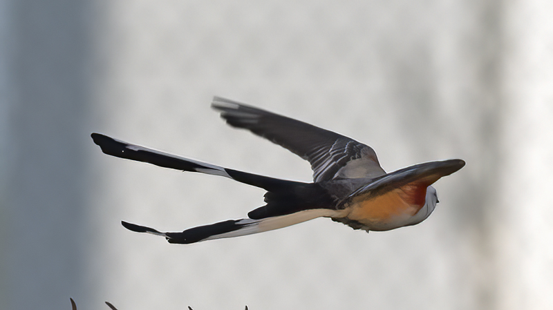 Scissor-tailed_Flycatcher_TX_18_064