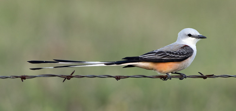 Scissor-tailed_Flycatcher_TX_18_110