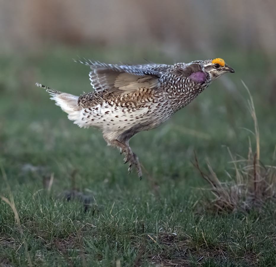 Sharp-tailed_Grouse_24_NE_C_517
