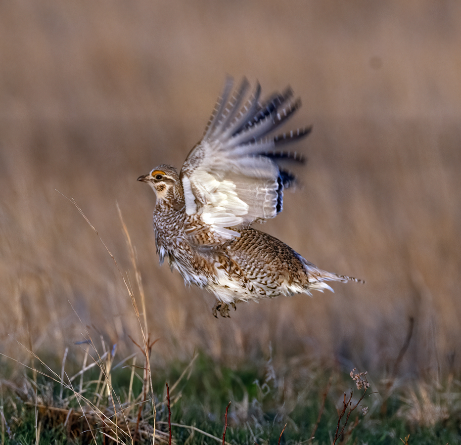 Sharp-tailed_Grouse_24_NE_C_542