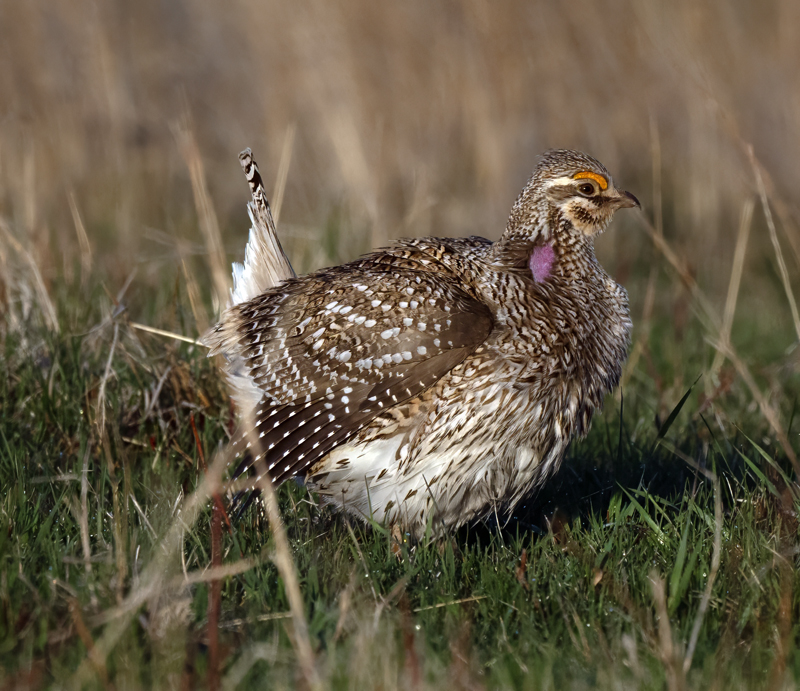Sharp-tailed_Grouse_24_NE_L_231