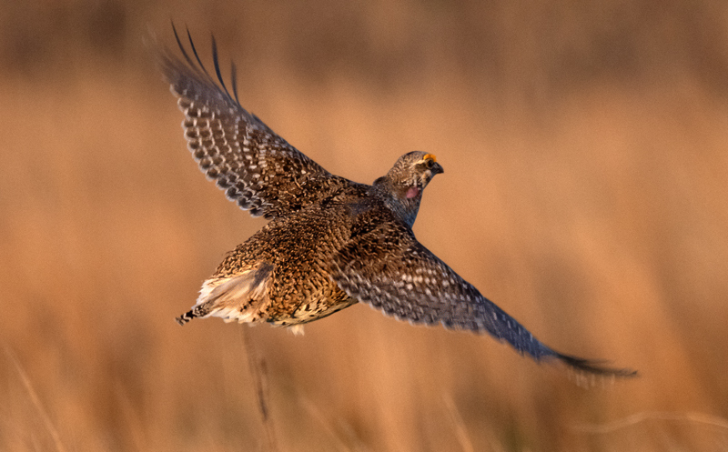 Sharp-tailed_Grouse_24_NE_L_285