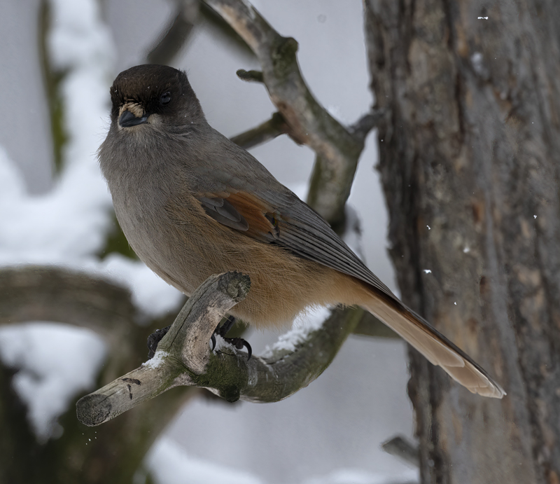Siberian_Jay_23_Norway_003