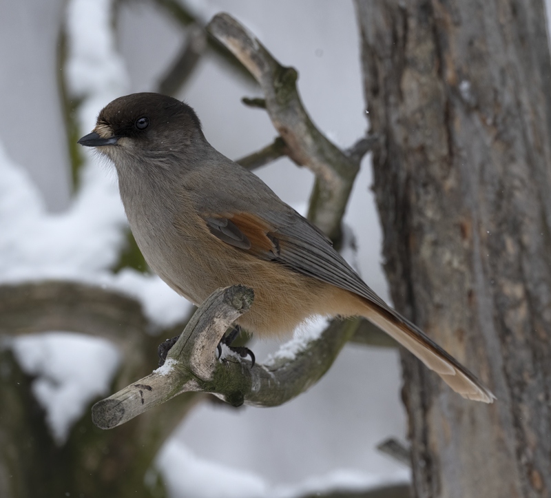 Siberian_Jay_23_Norway_004