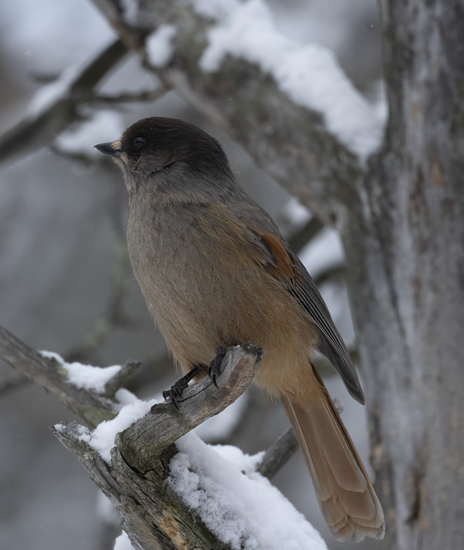 Siberian_Jay_23_Norway_010