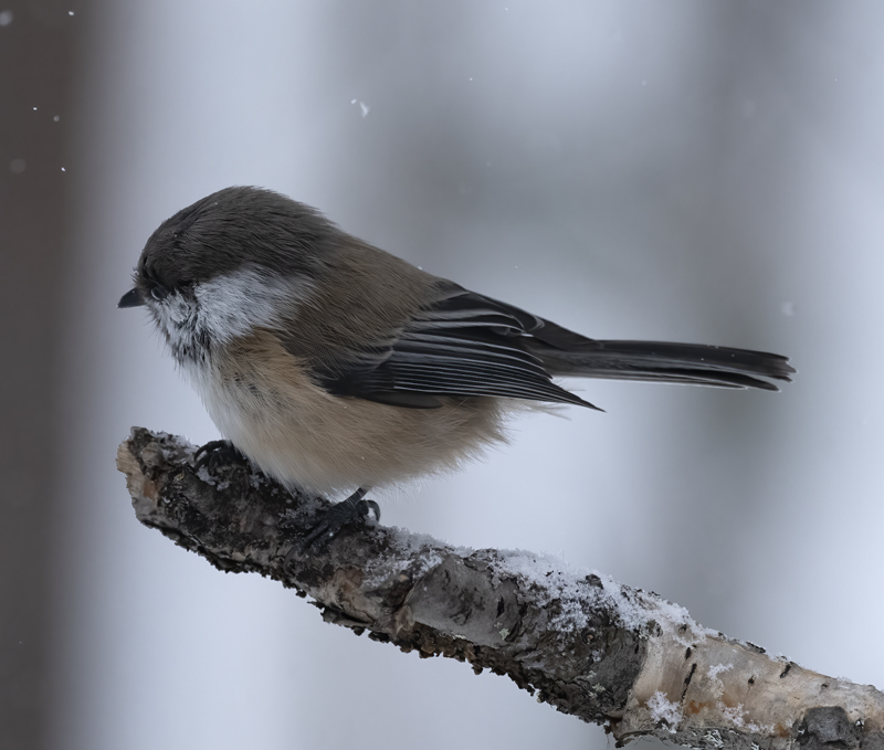 Siberian_Tit_23_Norway_072