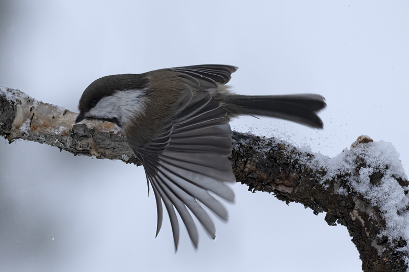 Siberian_Tit_23_Norway_096