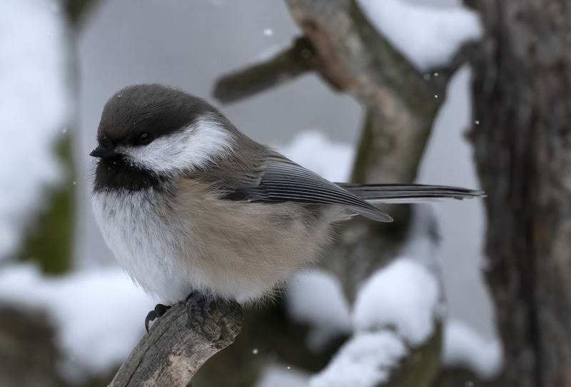 Siberian_Tit_23_Norway_102