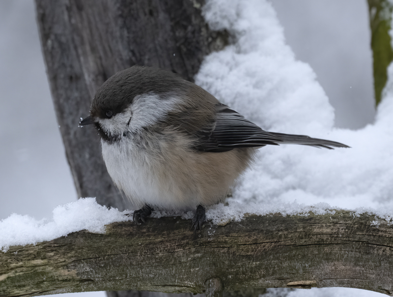 Siberian_Tit_23_Norway_169