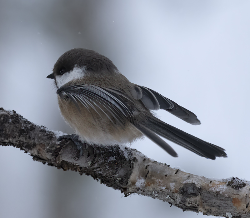 Siberian_Tit_23_Norway_173