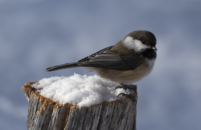 Siberian_Tit_23_Norway_251