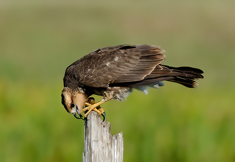 Snail_Kite_10_FL_003
