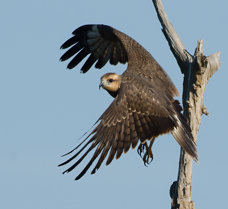 Snail_Kite_10_FL_013
