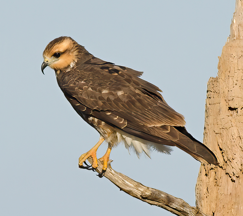 Snail_Kite_10_FL_032