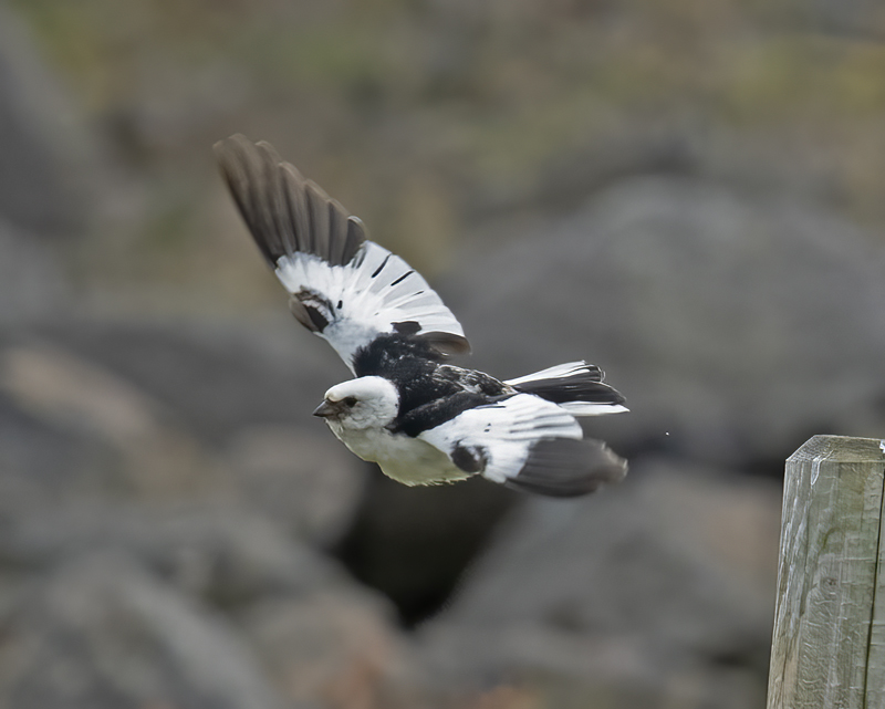 Snow_Bunting_22_Iceland_107