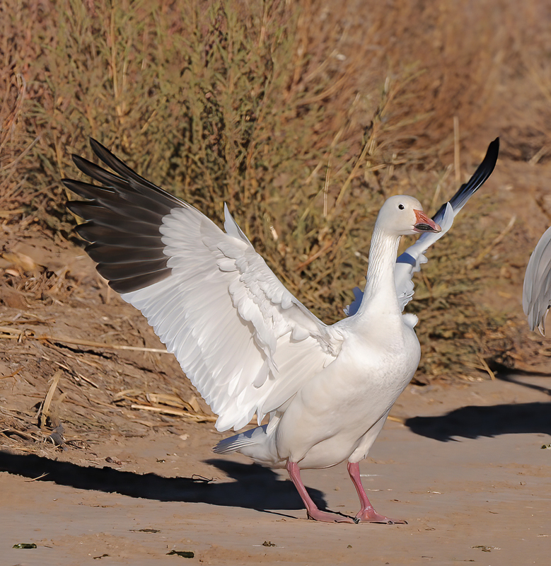 Snow_Goose_10_NM_029