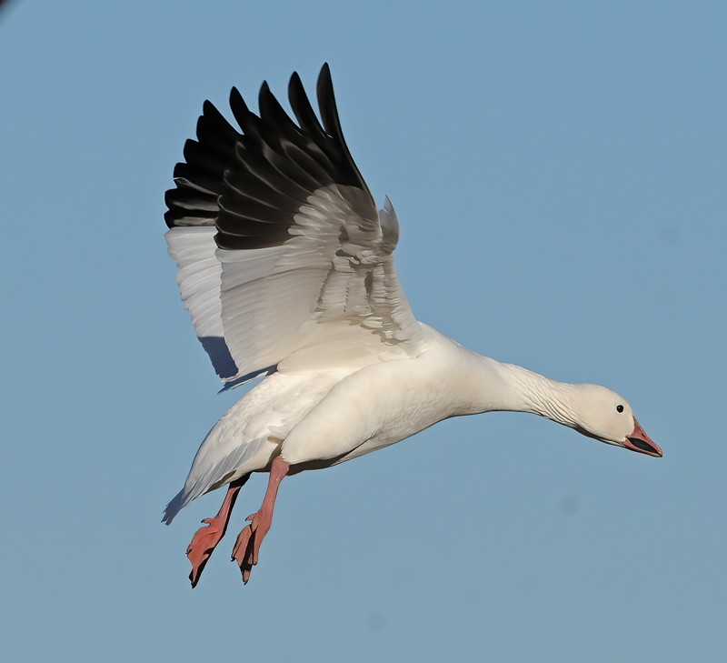 Snow_Goose_10_NM_035