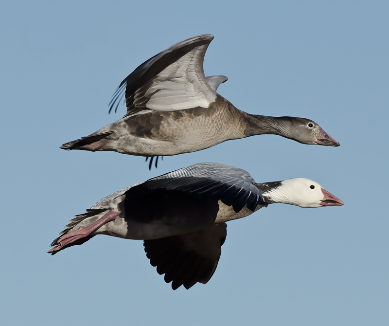 Snow_Goose_10_NM_059