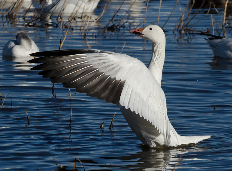 Snow_Goose_10_NM_100