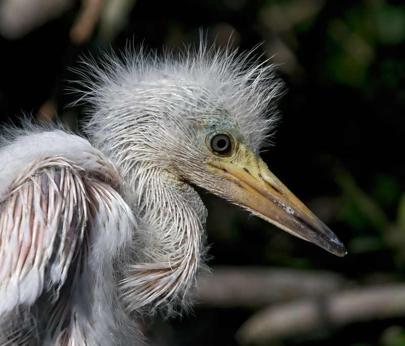 Snowy_Egret_09_FL_295