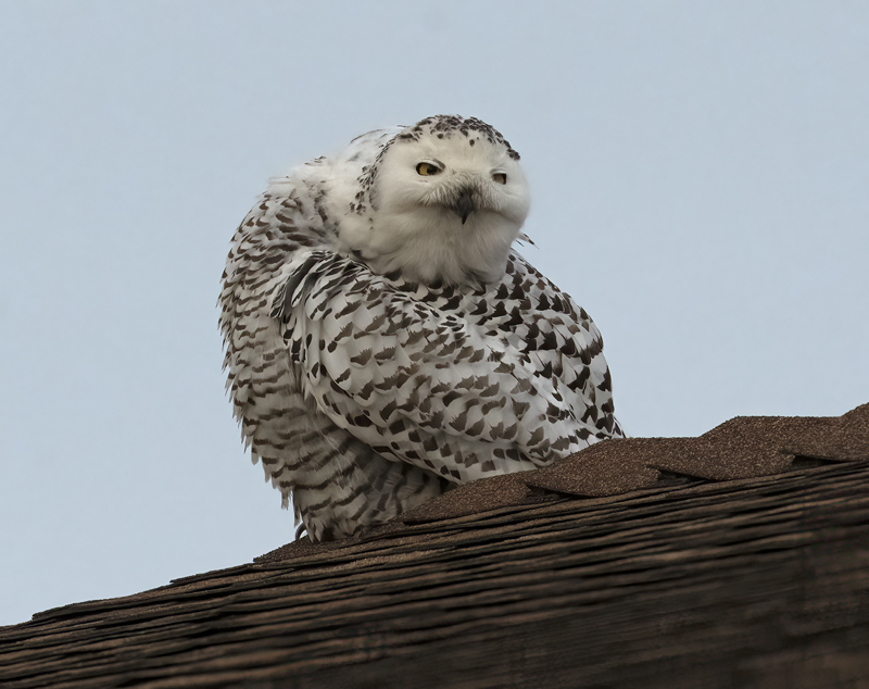 Snowy_Owl_23_CA_067