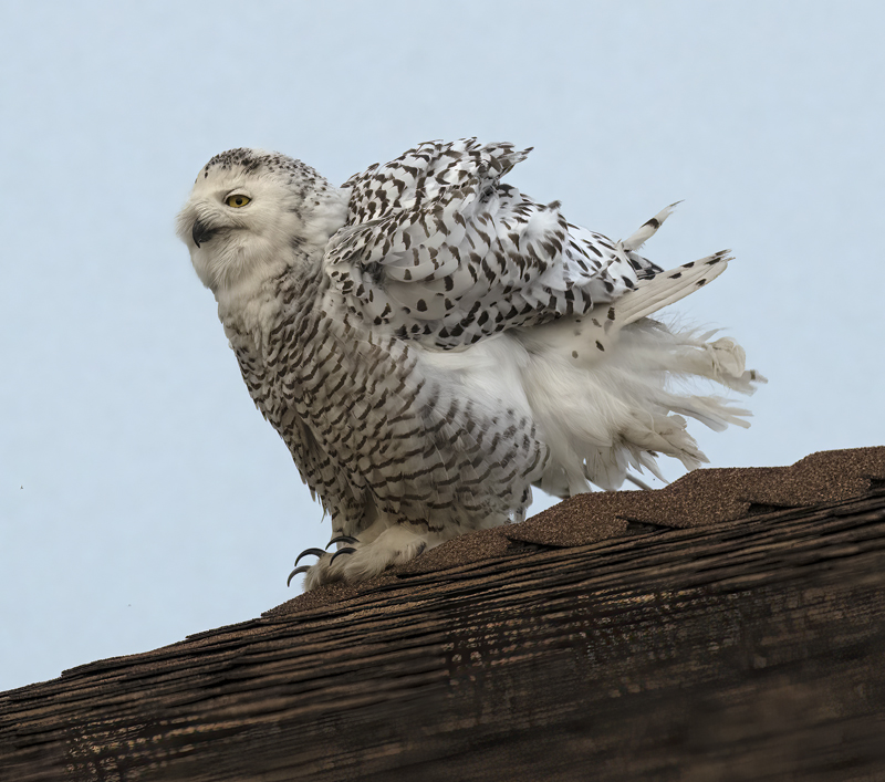 Snowy_Owl_23_CA_071