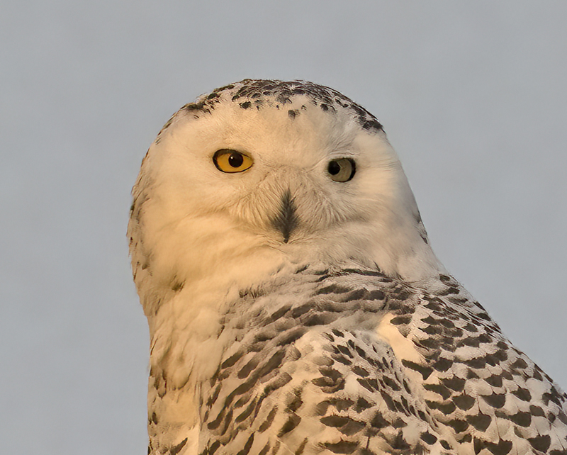 Snowy_Owl_23_CA_093
