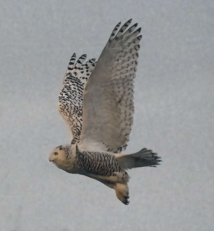 Snowy_Owl_23_CA_110