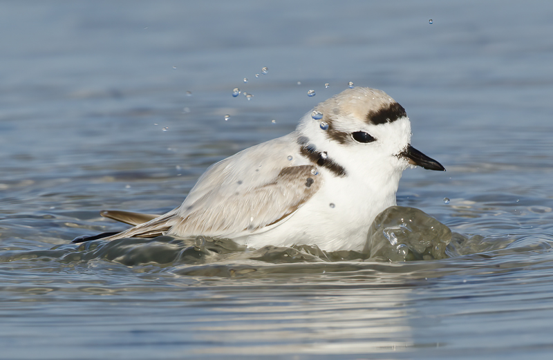Snowy_Plover_11_FL_127