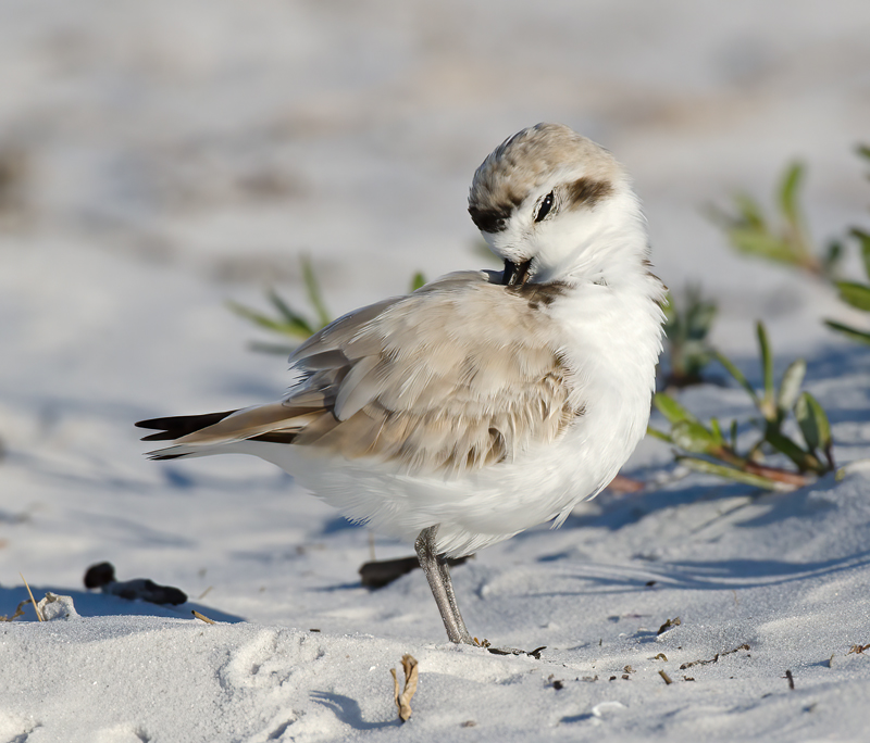 Snowy_Plover_11_FL_137