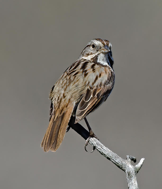 Song_Sparrow_14_CA_009