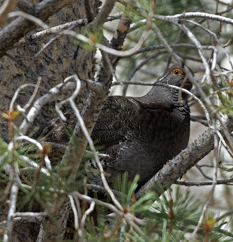 Sooty_Grouse_15_CA_005