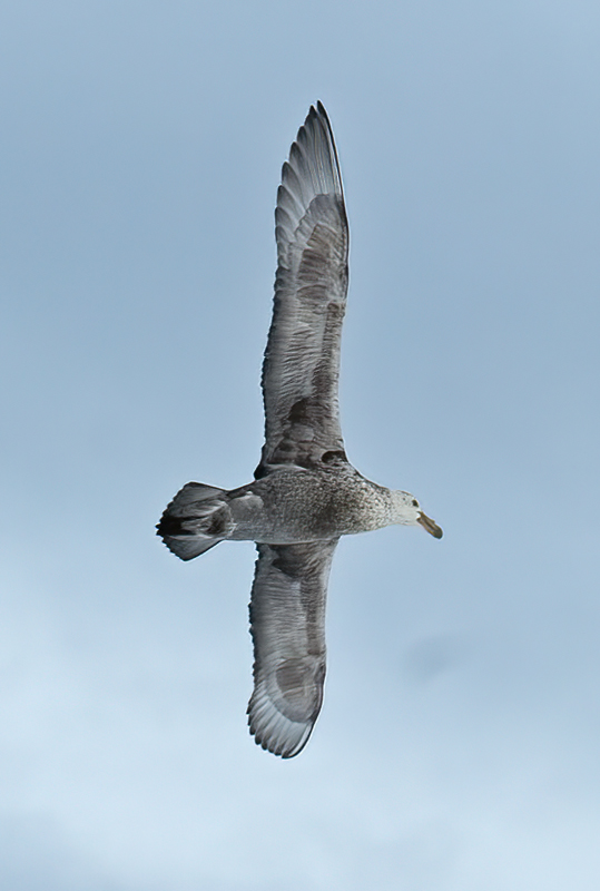 Southern_Giant_Petrel_07_Antarctica_002