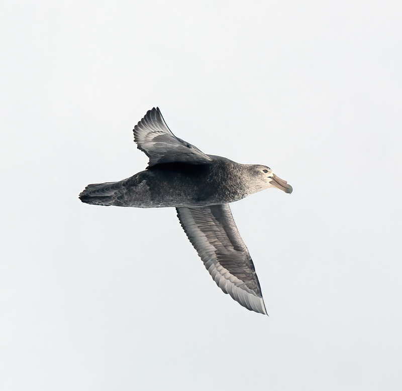 Southern_Giant_Petrel_07_Antarctica_004