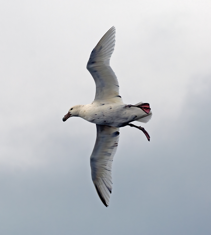 Southern_Giant_Petrel_07_Antarctica_006