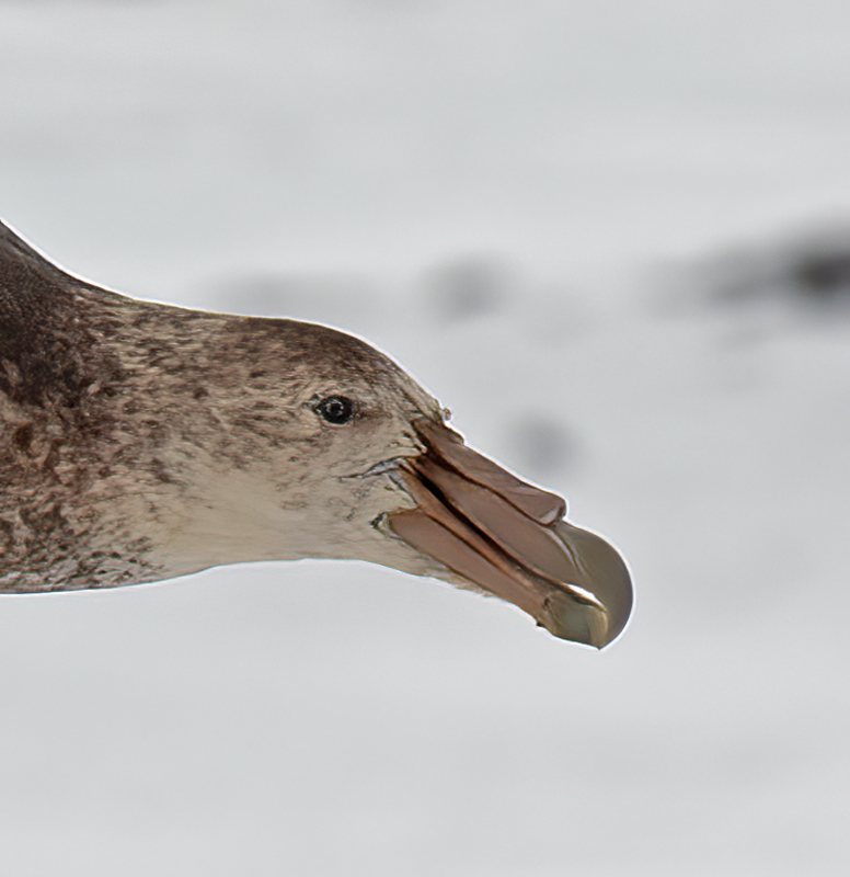 Southern_Giant_Petrel_07_Antarctica_015
