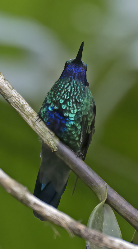 Sparkling_Violetear_17_Peru_008