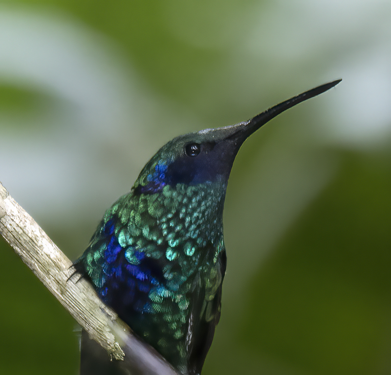 Sparkling_Violetear_17_Peru_010