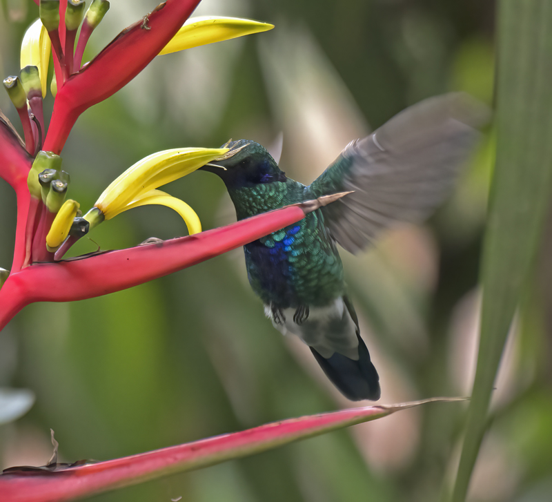 Sparkling_Violetear_17_Peru_019