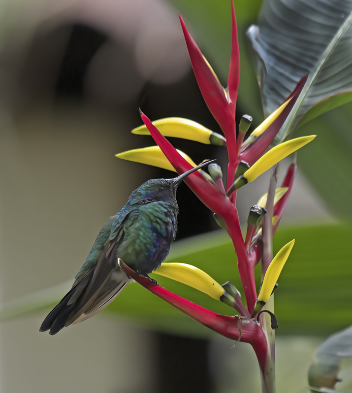 Sparkling_Violetear_17_Peru_021