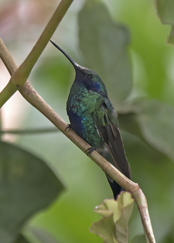 Sparkling_Violetear_17_Peru_028