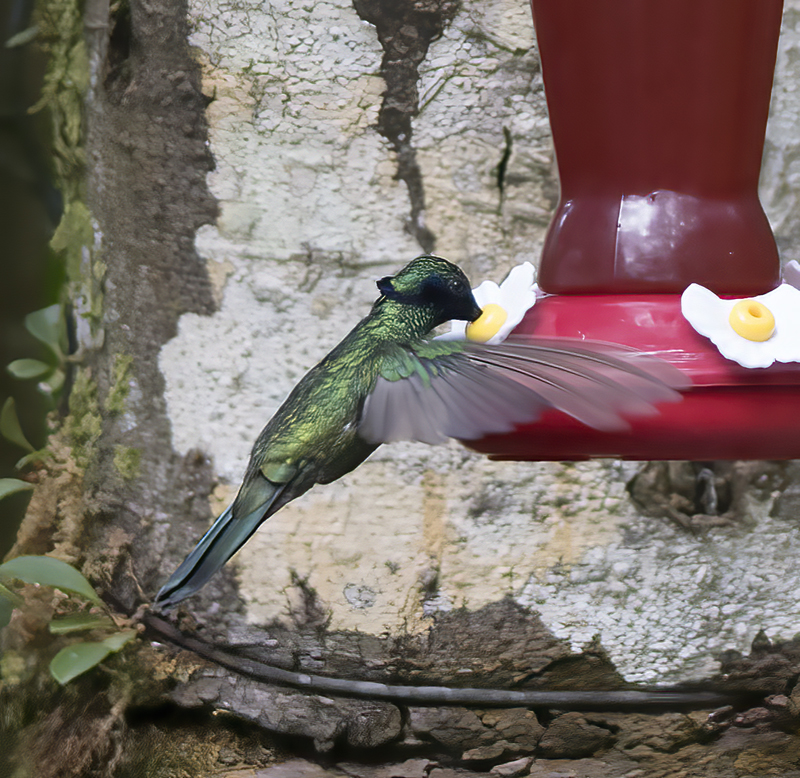 Sparkling_Violetear_17_Peru_033