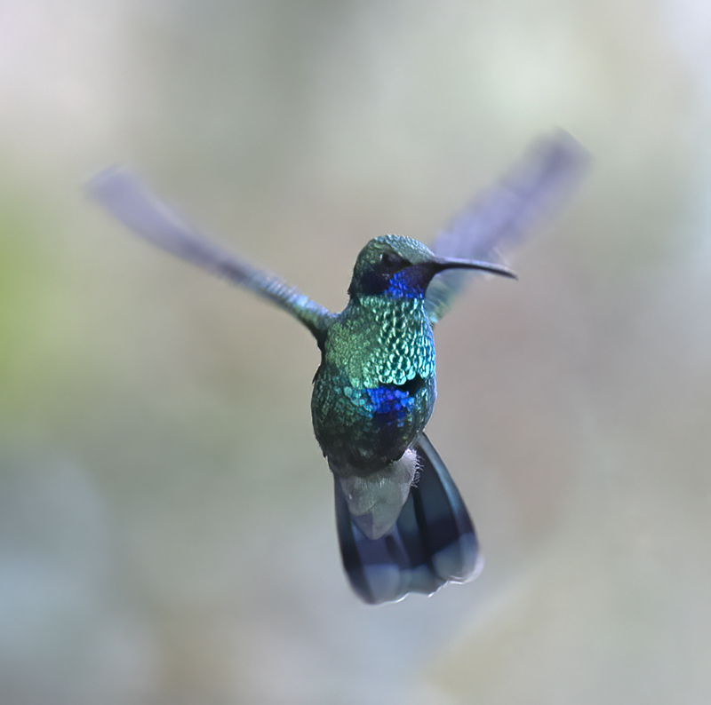 Sparkling_Violetear_18_Ecuador_001