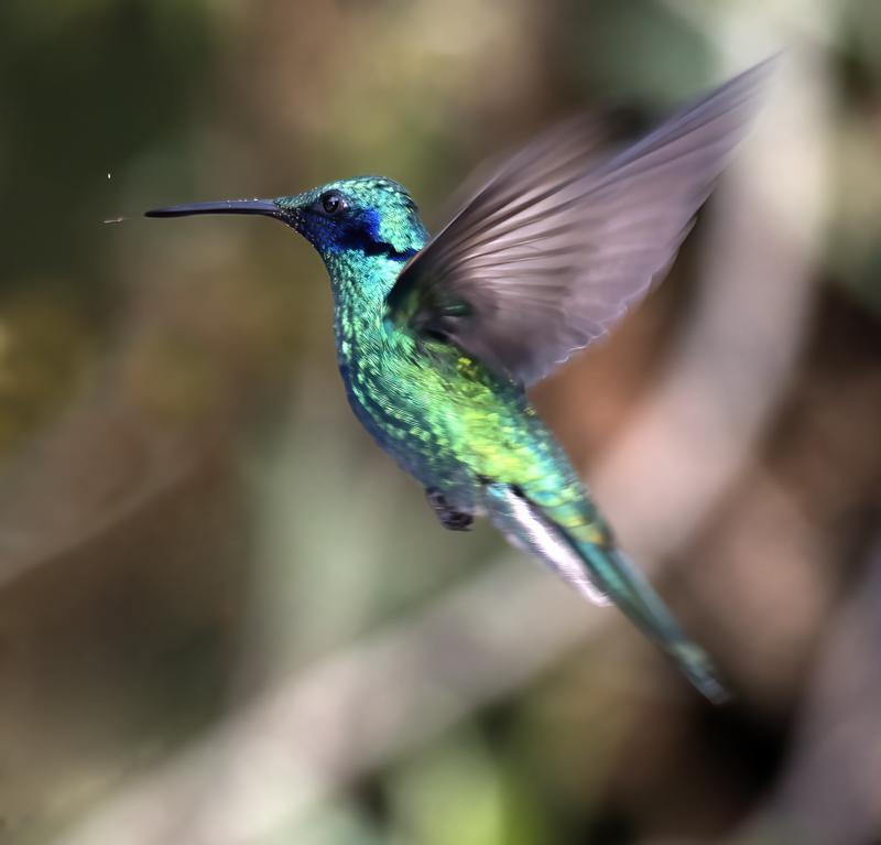Sparkling_Violetear_18_Ecuador_002